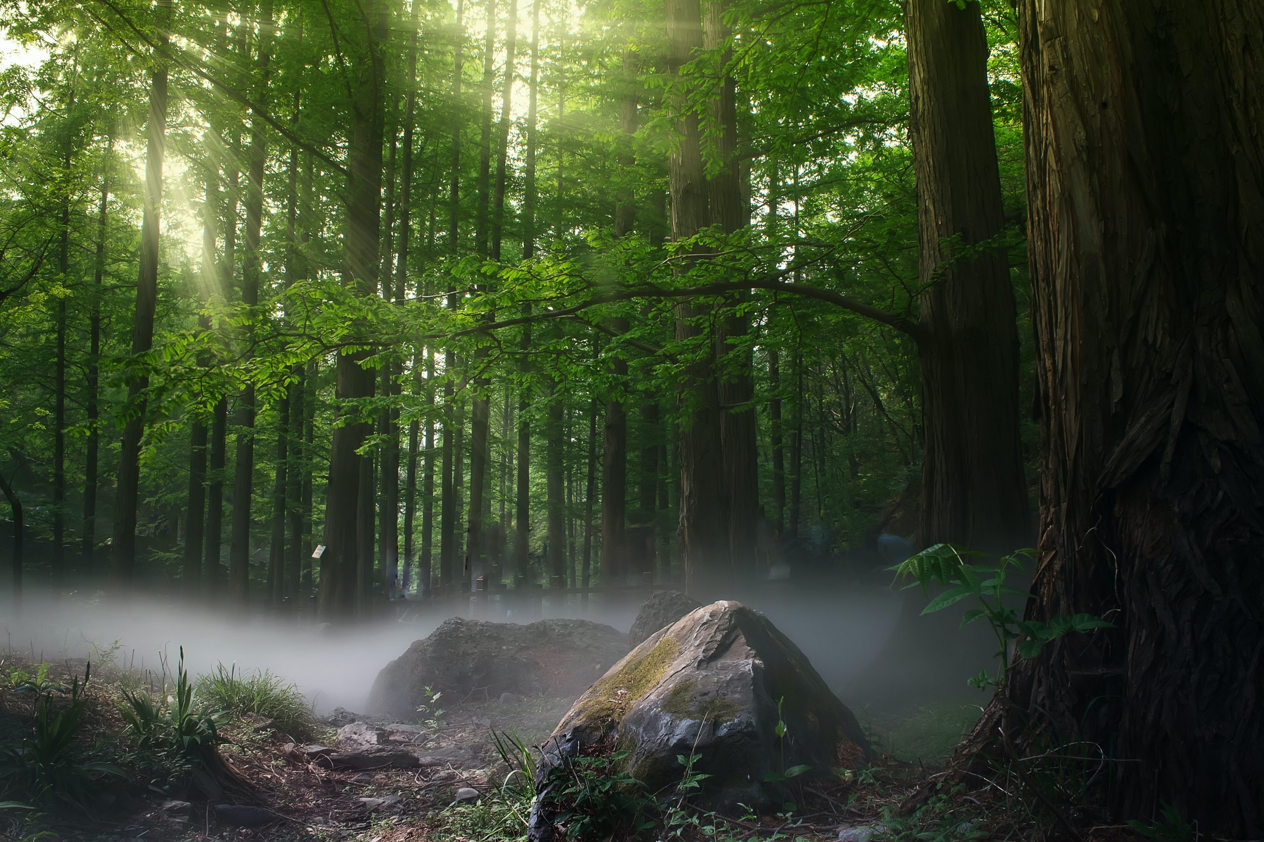 Forest Forest